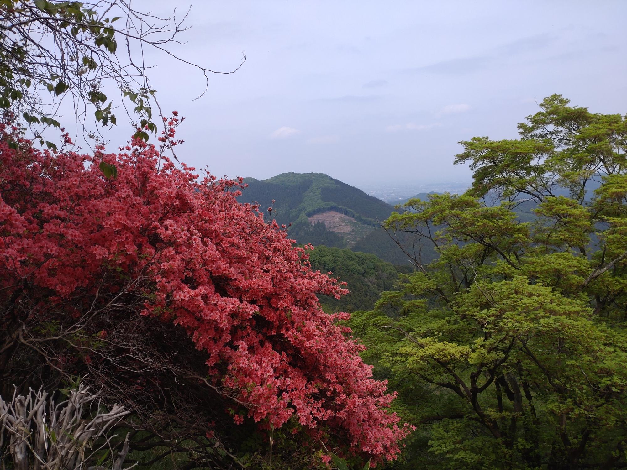 桜山公園のツツジ