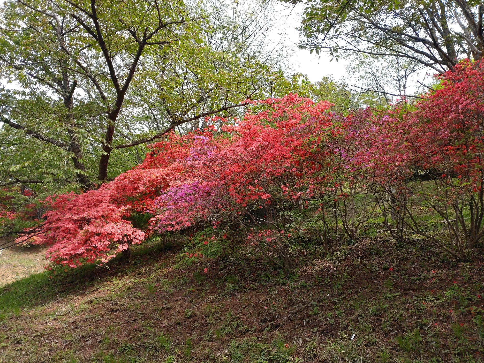桜山公園のツツジ