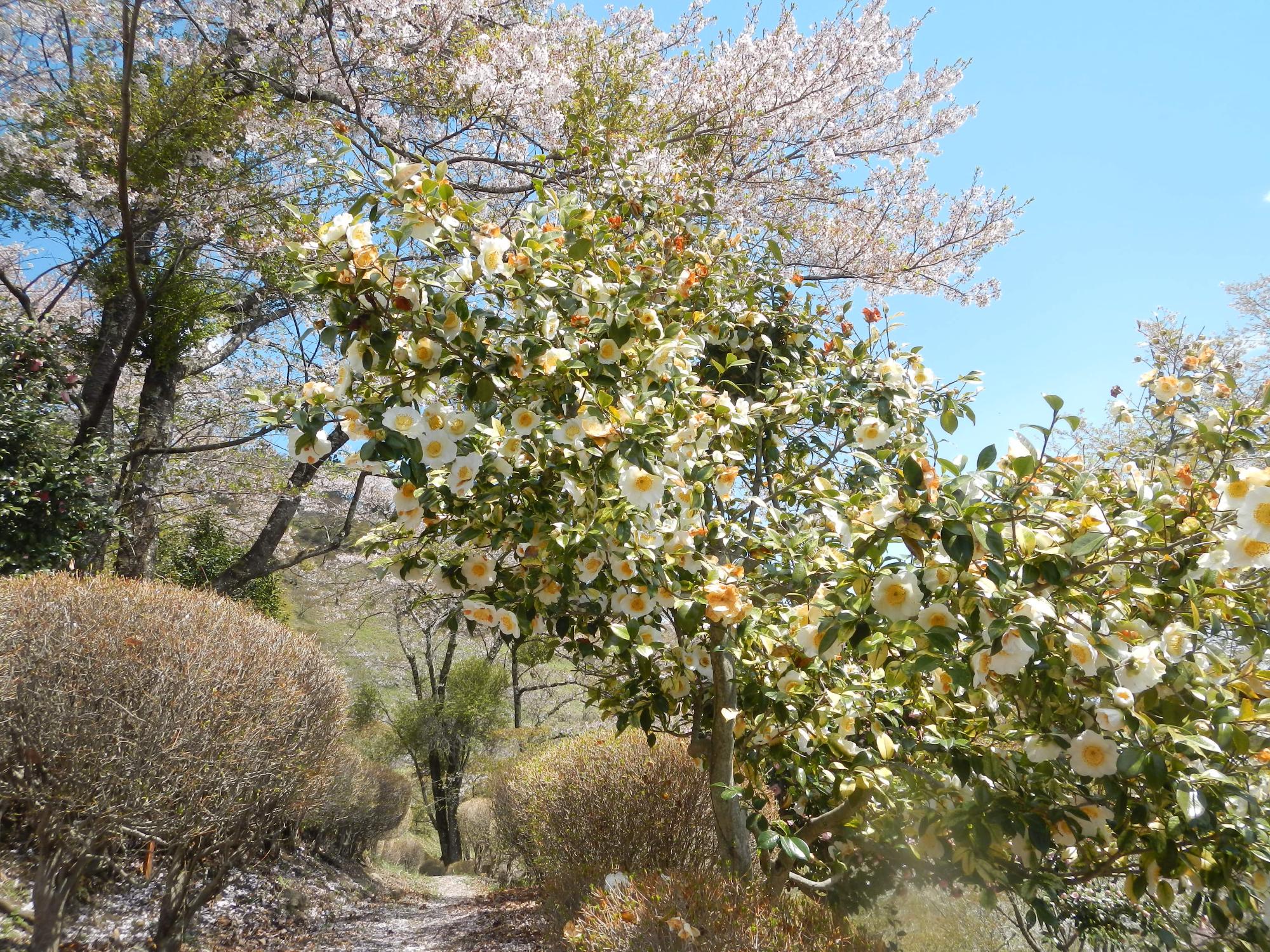 桜山公園の銅像付近のツバキ