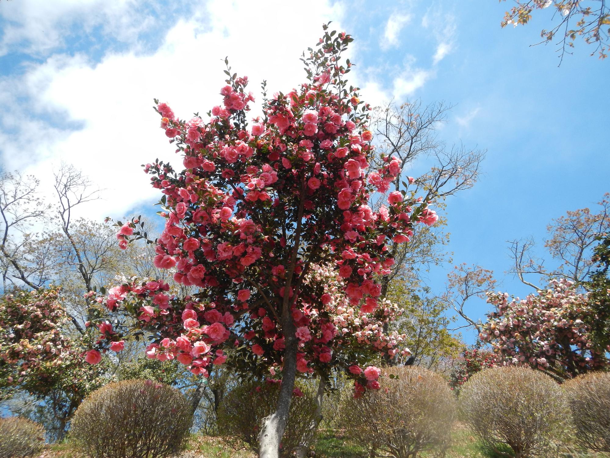 桜山公園のツバキ