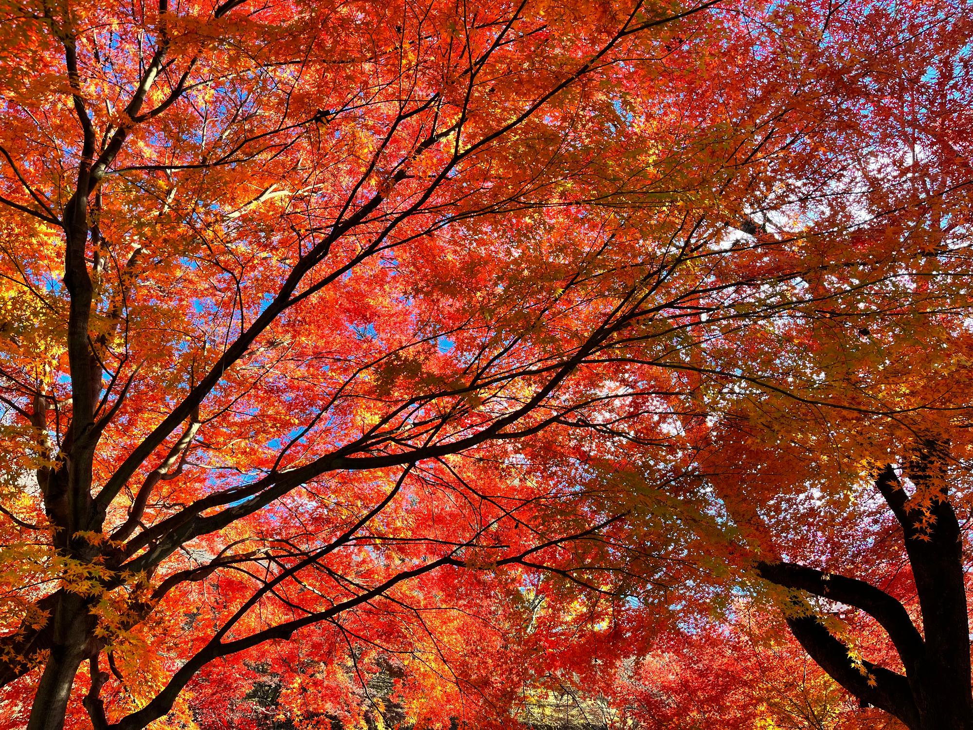 桜山公園の紅葉の写真