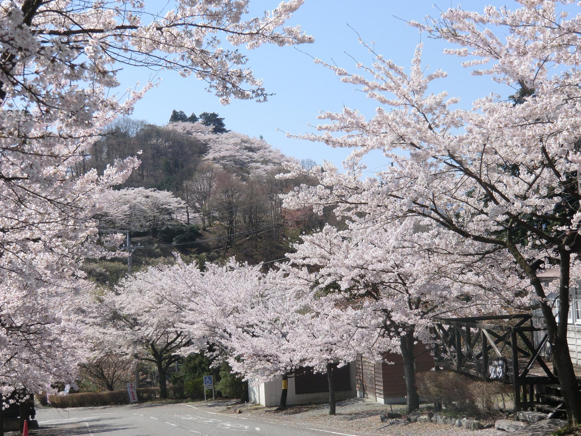 桜山公園のソメイヨシノの写真