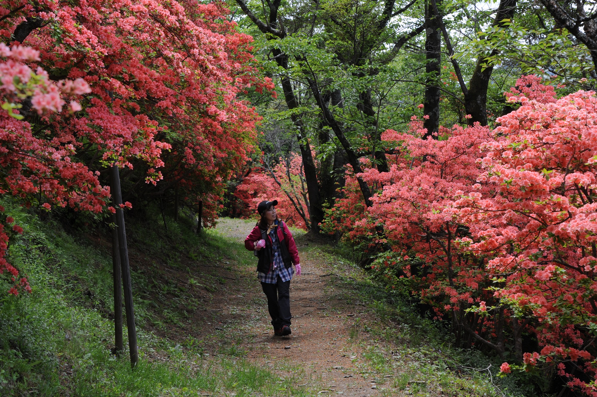 桜山公園のツツジの写真