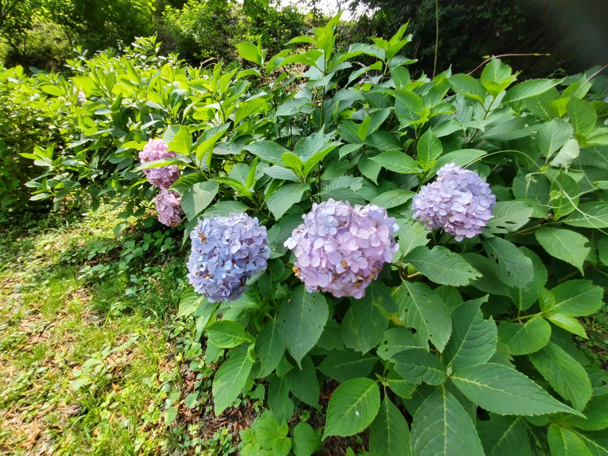 八塩あじさいの里アジサイ