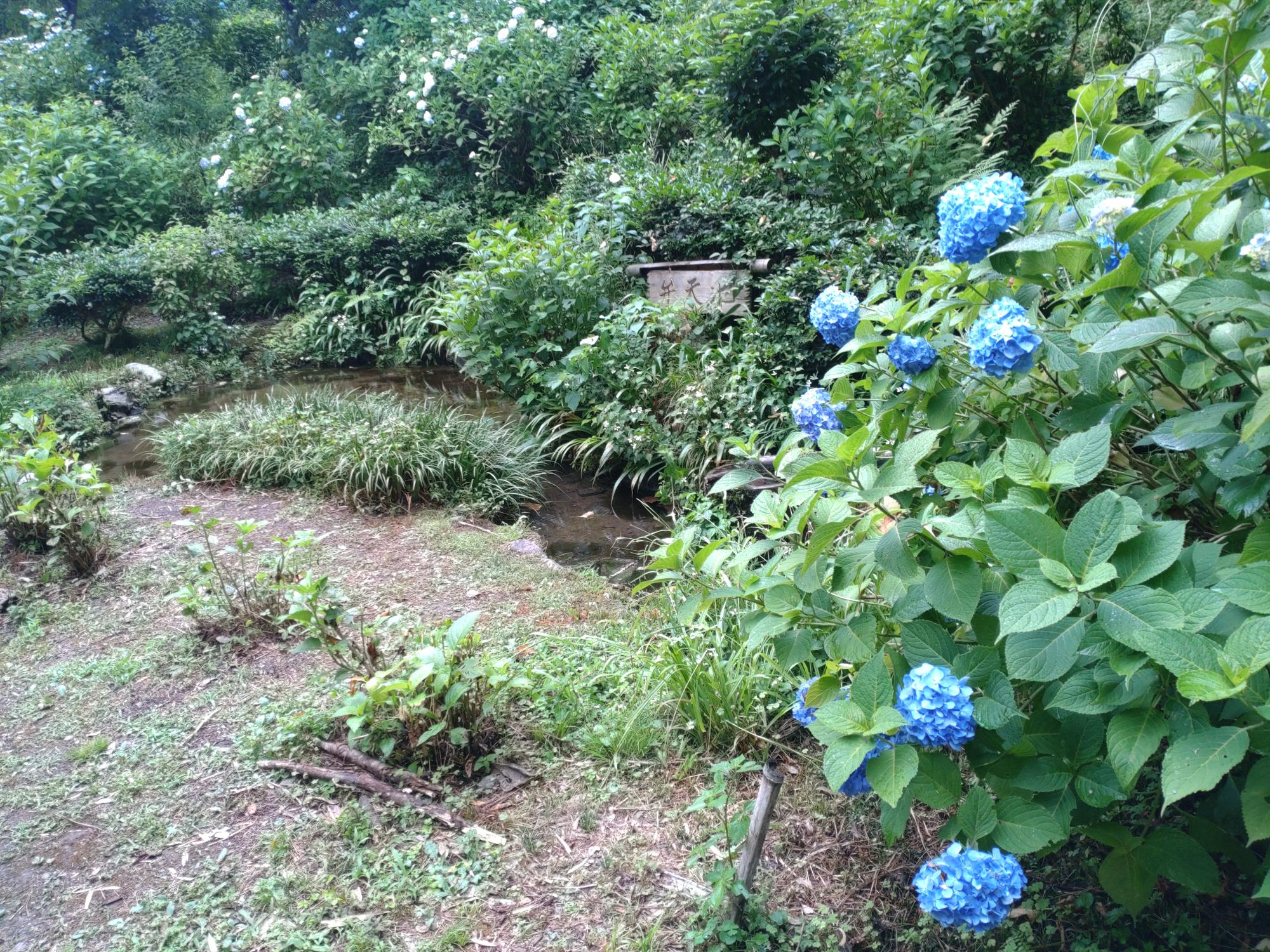 弁天池付近