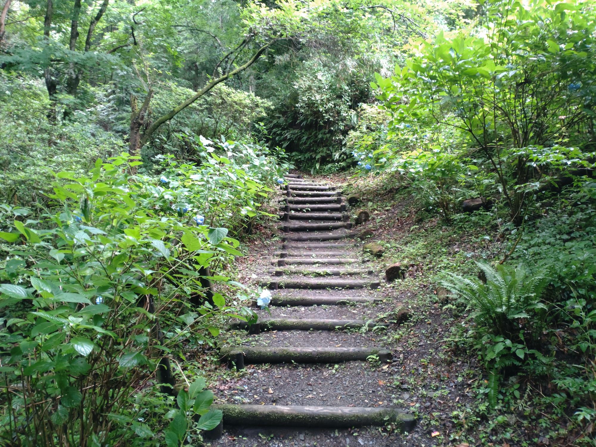 八塩あじさいの里大黒滝へ続く道