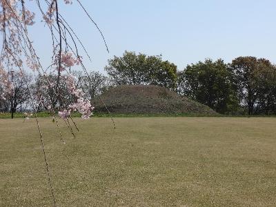 春の枝垂桜と毛野国白石丘陵公園の芝生の中にみえる皇子塚古墳の写真