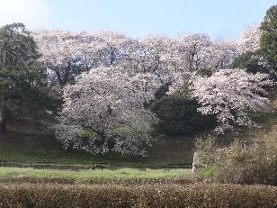 桜が満開のころの七輿山古墳の写真