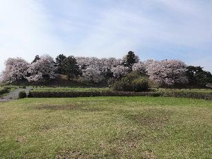 桜が満開のころの七輿山古墳の全体写真