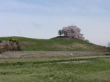 桜が満開の白石稲荷山古墳の全景写真