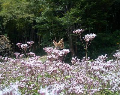 高山社跡のフジバカマにとまるオレンジのチョウ