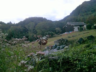高山社跡の長屋門と山を背景にしたフジバカマにとまるアサギマダラ
