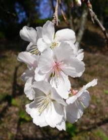 満開の冬桜の一枝の写真