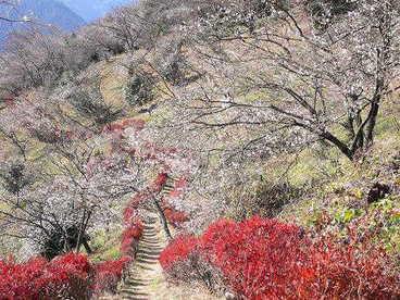 桜満開の中の公園内の遊歩道の写真