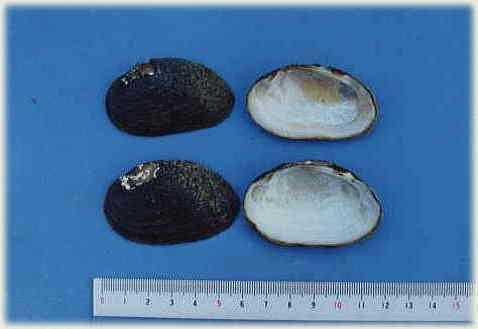 マツカサガイの4枚の貝殻の写真