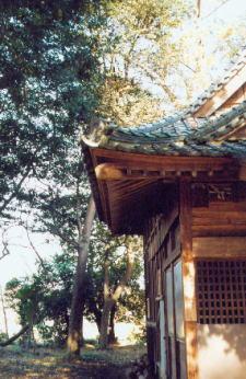 御巡部神社のサカキと社殿の写真