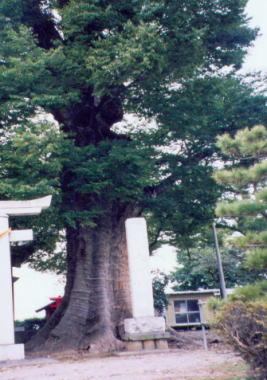 青葉が茂る水宮神社の大ケヤキの写真