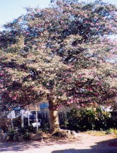 花を咲かせた中栗須のサザンカの木の全景写真