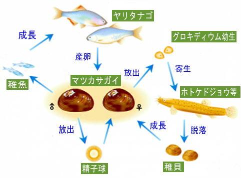 生態関係図