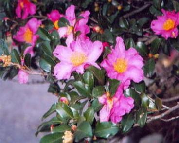 紅色の花びらのサザンカの花の写真