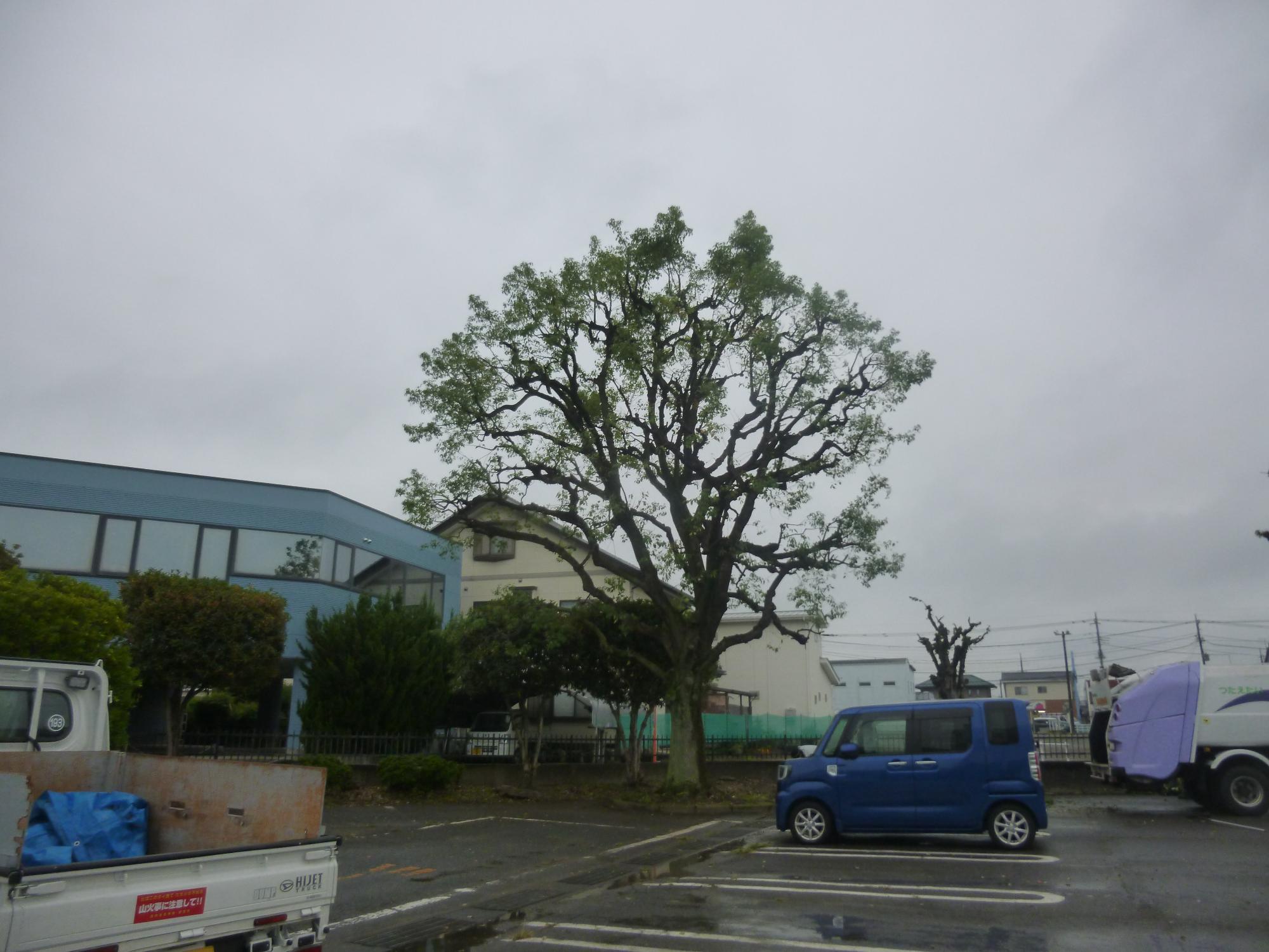 中庭剪定後の写真